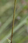 Eastern purple coneflower